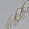 rhodochlora