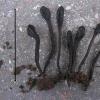 hirsutum