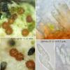 rubefaciens