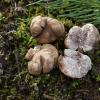 maculatum