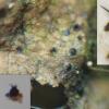 lonicerae