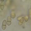 lonicerae
