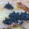 congregata