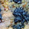 congregata