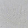 congregata