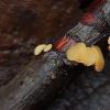 subferrugineus