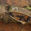 obtusispora