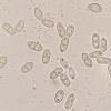 hypoxylicola