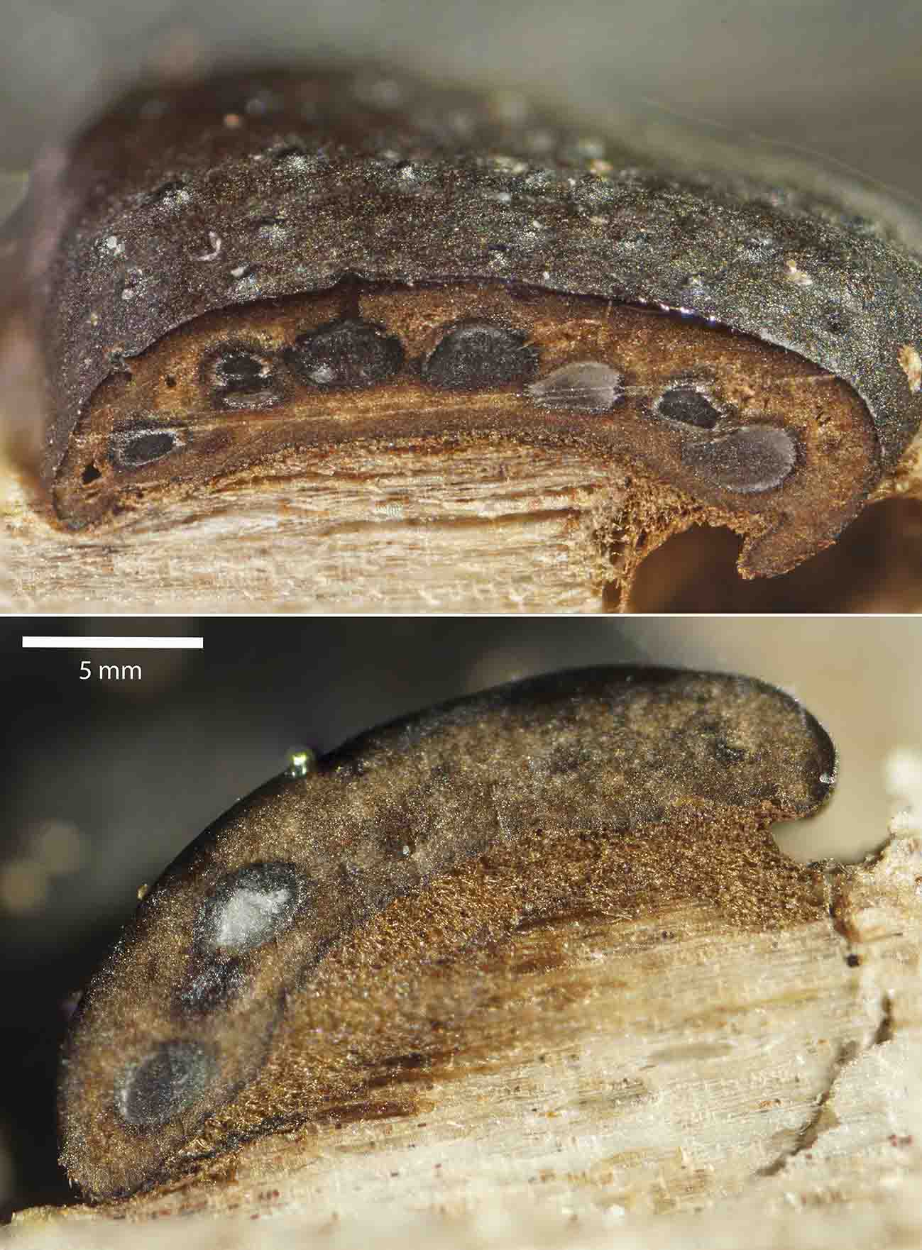 macrostoma