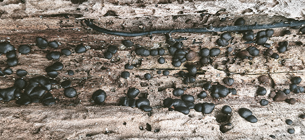 macrostoma