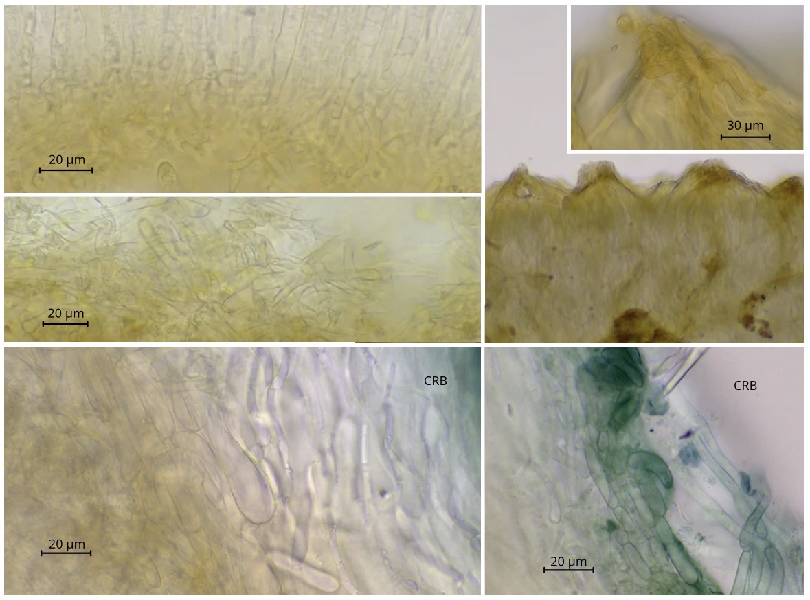macrostoma