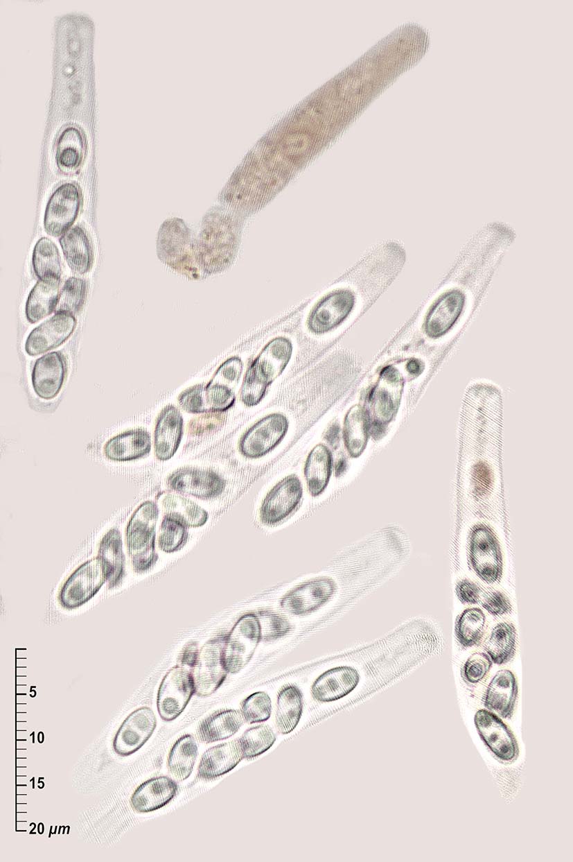 macrostoma