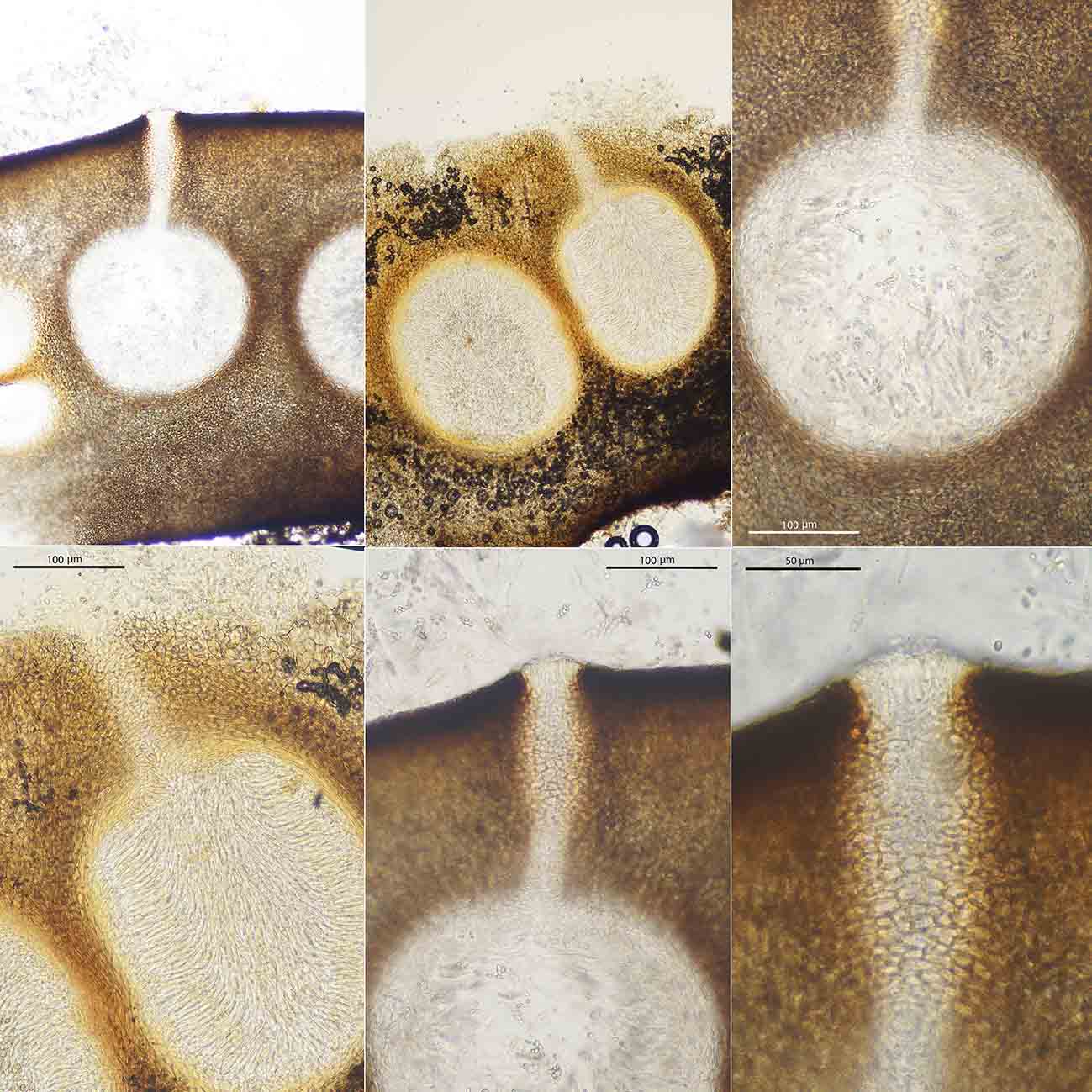 macrostoma