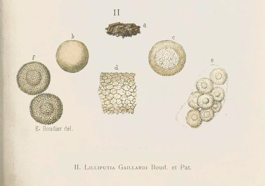 macrostoma