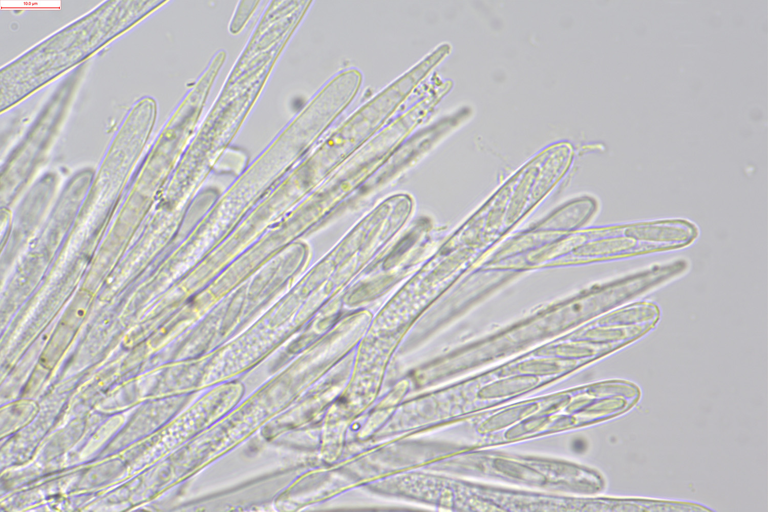 macrostoma