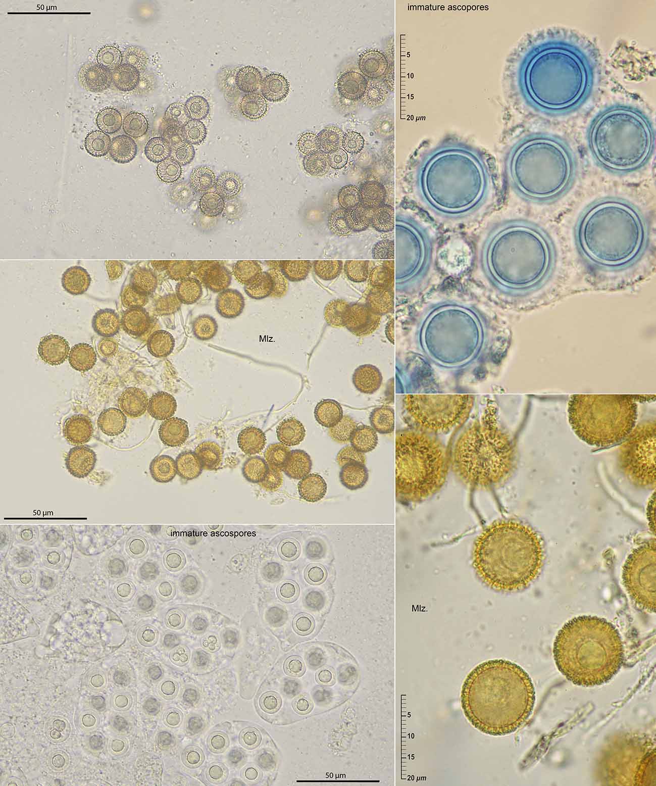 macrostoma