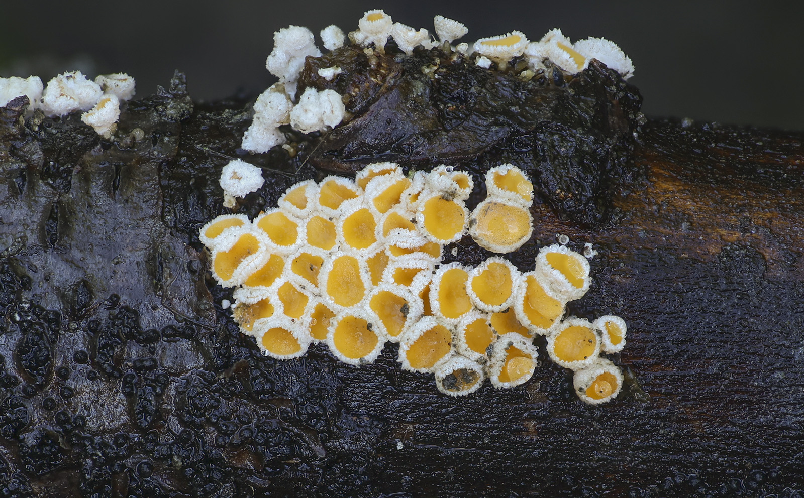 macrostoma