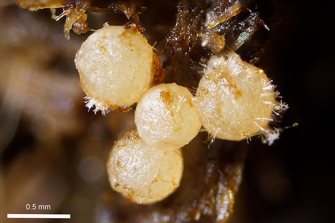 macrostoma