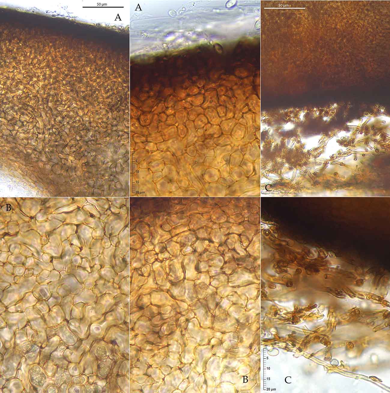 macrostoma