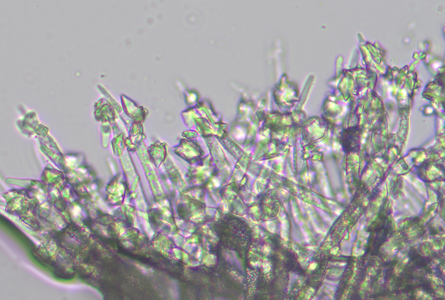 macrostoma