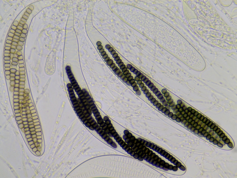 macrostoma