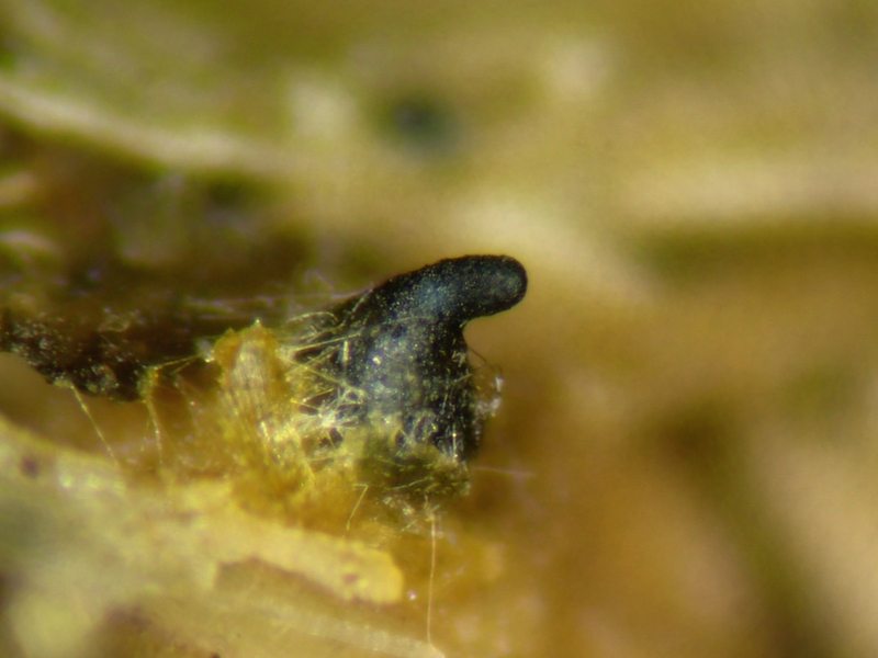 macrostoma