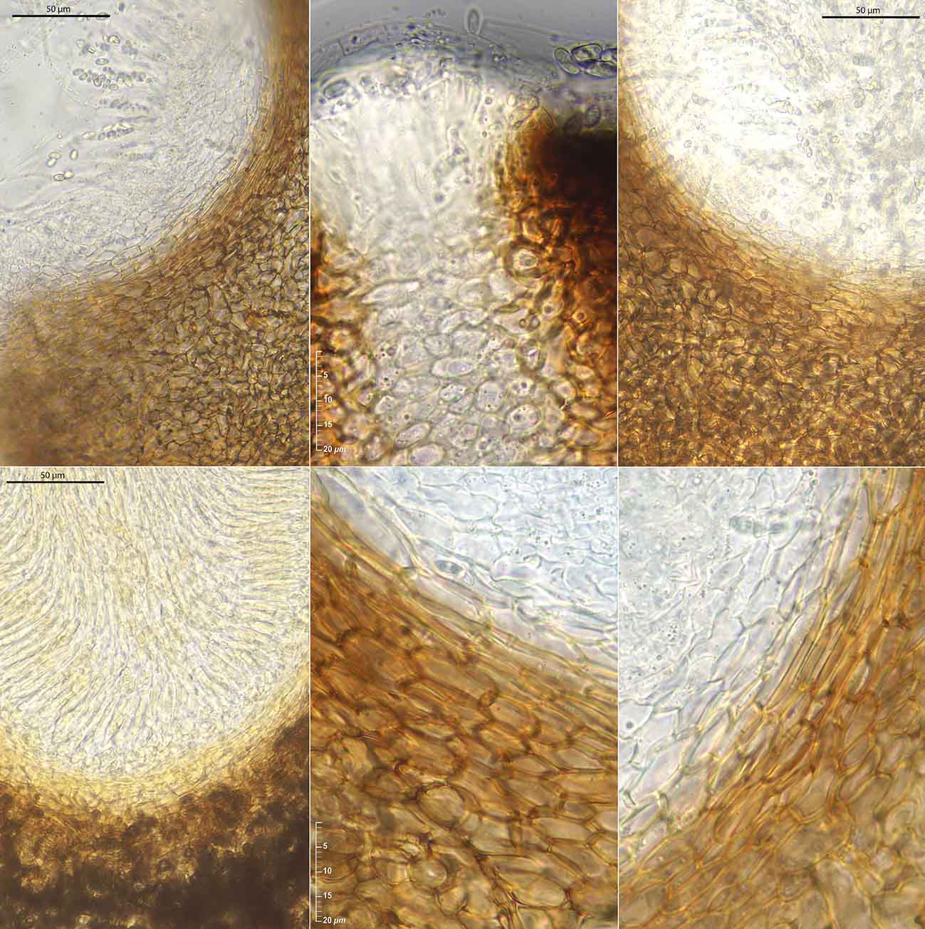 macrostoma