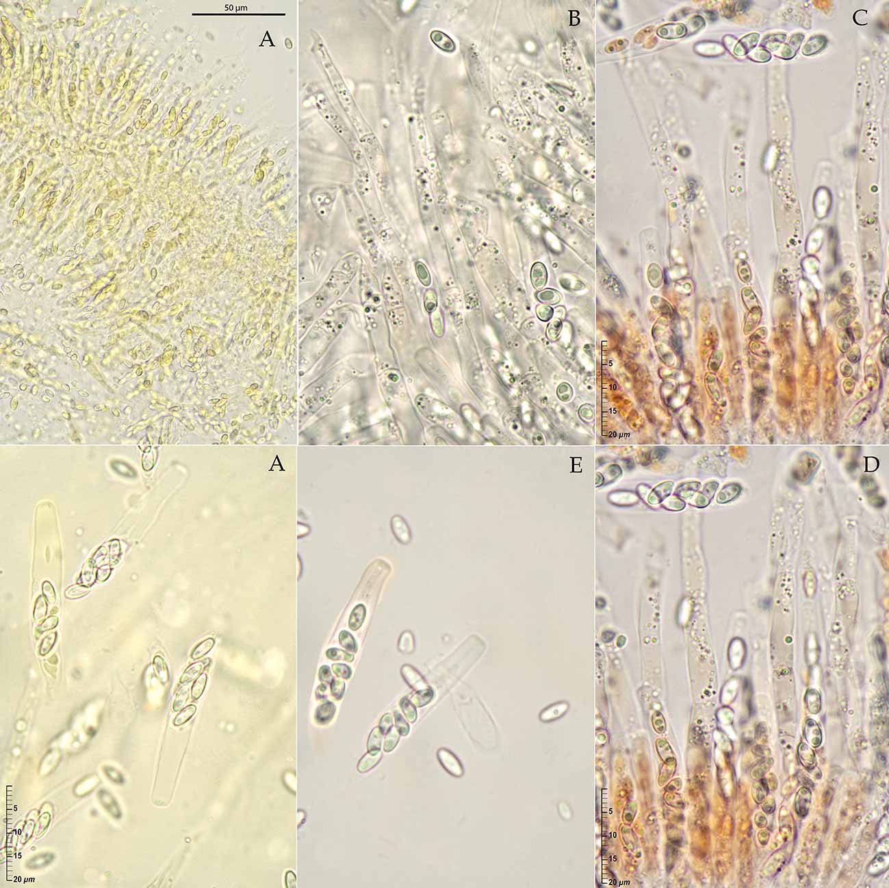 macrostoma
